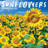 2026 SUNFLOWERS WALL CALENDAR