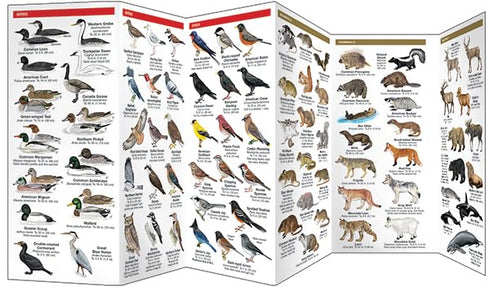 BRITISH COLUMBIA WILDLIFE GUIDE - WATERFORD PRESS