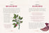 THE ILLUSTRATED HERBIARY: GUIDANCE AND RITUALS FROM 36 BEWITCHING BOTANICALS - T