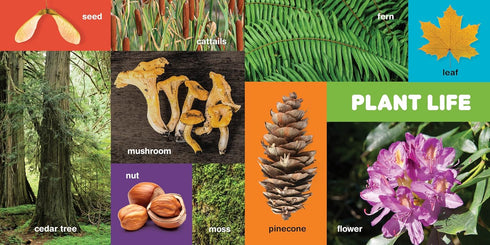 MY FIRST 100 PACIFIC NORTHWEST WORDS - LITTLE BIGFOOT