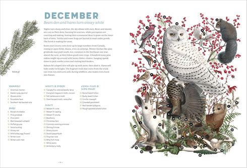 THE FOREST REVEALED: AN ILLUSTRATED YEAR - FITCH. JADA; KOSEK. KATERI