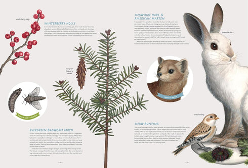 THE FOREST REVEALED: AN ILLUSTRATED YEAR - FITCH. JADA; KOSEK. KATERI