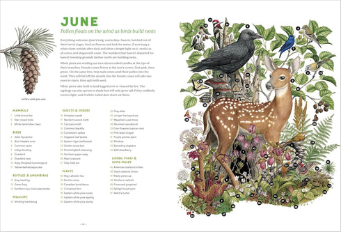 THE FOREST REVEALED: AN ILLUSTRATED YEAR - FITCH. JADA; KOSEK. KATERI