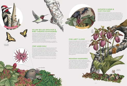 THE FOREST REVEALED: AN ILLUSTRATED YEAR - FITCH. JADA; KOSEK. KATERI