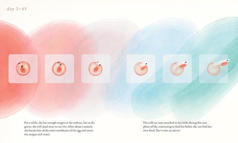 SALMON RUN: AN EPIC JOURNEY TO THE OCEAN AND BACK - CHEN. ANNIE