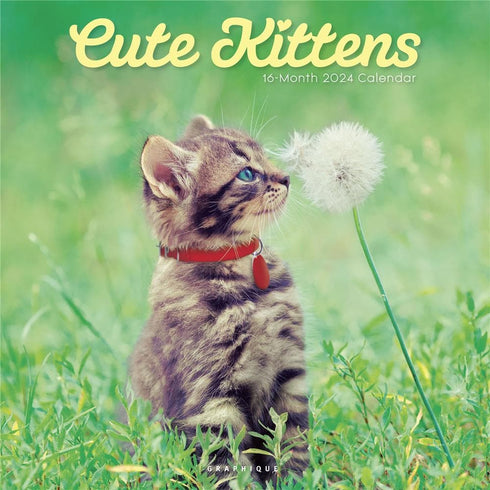 2024 CUTE KITTENS WALL CALENDA - GRAPHIQUE