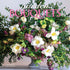 2026 GARDEN BOQUETS 7X7 MINI WALL CALENDAR
