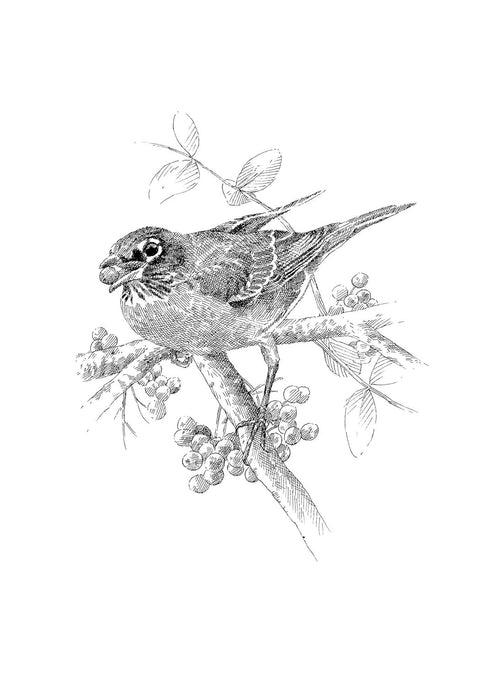 THE SERVICEBERRY - KIMMERER. ROBIN WALL