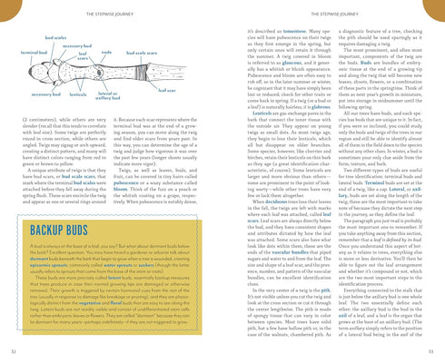 THE TREES AROUND YOU: HOW TO IDENTIFY COMMON NEIGHBORHOOD TREES - CLAPP. CASEY