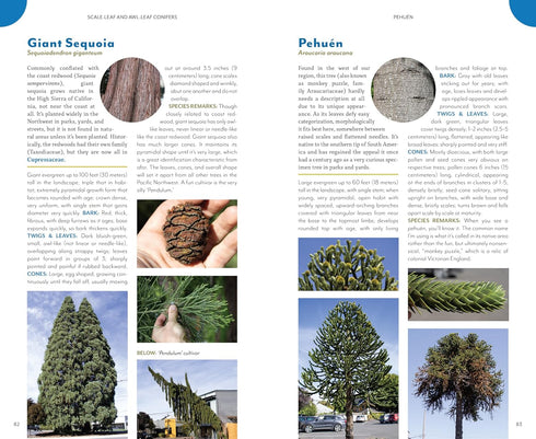 THE TREES AROUND YOU: HOW TO IDENTIFY COMMON NEIGHBORHOOD TREES - CLAPP. CASEY