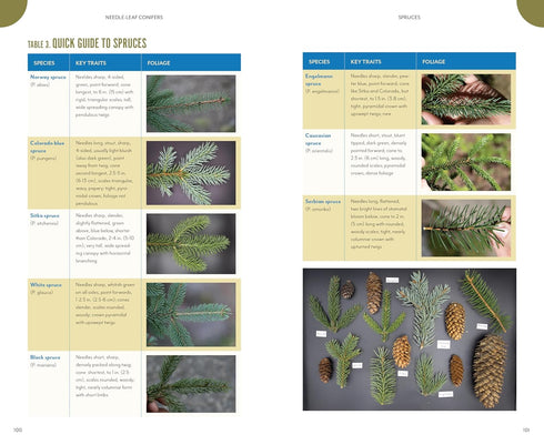 THE TREES AROUND YOU: HOW TO IDENTIFY COMMON NEIGHBORHOOD TREES - CLAPP. CASEY