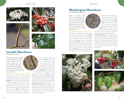 THE TREES AROUND YOU: HOW TO IDENTIFY COMMON NEIGHBORHOOD TREES - CLAPP. CASEY