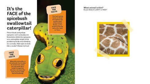 BUTT OR FACE? VOLUME 2 - LAVELLE. KARI