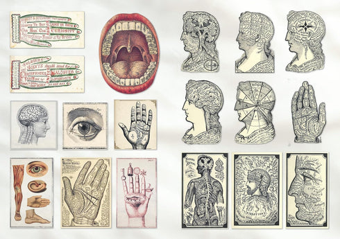 THE CURIOUS COLLECTIONS STICKER BOOK - SUTTON. EMILY