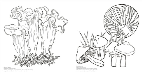 FACINATING FUNGI: OVER 75 MUSHROOM WONDERS TO COLOR - DK