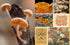 CUT & COLLAGE MUSHROOMS AND FUNGI - EARTH AWARE EDITIONS