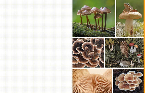 CUT & COLLAGE MUSHROOMS AND FUNGI - EARTH AWARE EDITIONS