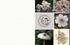 CUT & COLLAGE MUSHROOMS AND FUNGI - EARTH AWARE EDITIONS