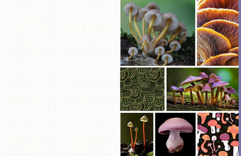 CUT & COLLAGE MUSHROOMS AND FUNGI - EARTH AWARE EDITIONS