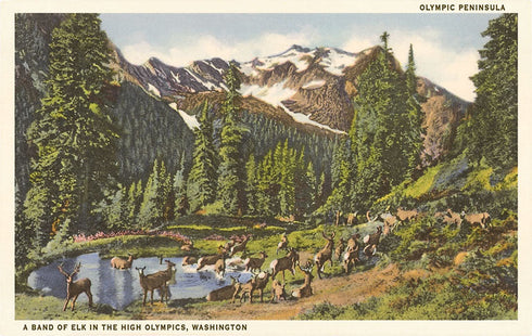 OLYMPIC PENINSULA POST CARD