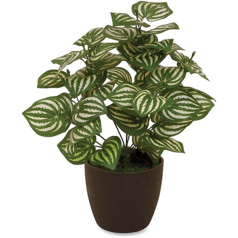 **Melon Peperomia Plant **