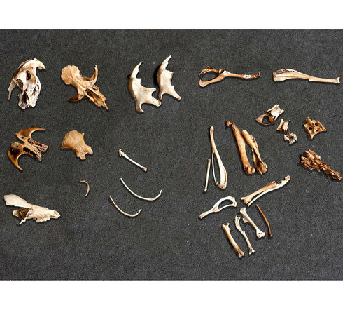 OWL PELLETS KIT