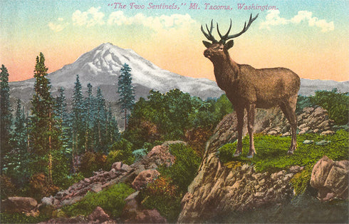 POSTCARD MT RAINIER ELK