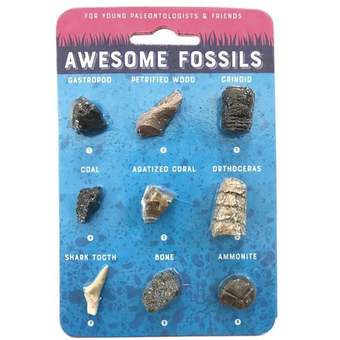 AWESOME FOSSILS COLLECTION