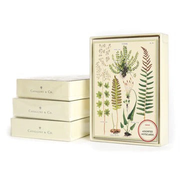 Cavallini & Co., "Ferns" Boxed Note Cards