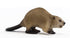 BEAVER
