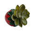 SUCCULENT POT STRAWBERRY