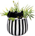 PEEK A BOO KITTY PLANTER