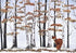 XMAS CARDS FOX BIRCHES