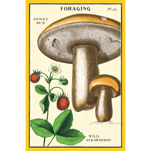 POSTCARDS FORAGING MUSHROOMS