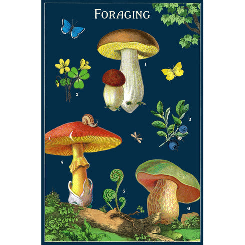 POSTCARDS FORAGING MUSHROOMS