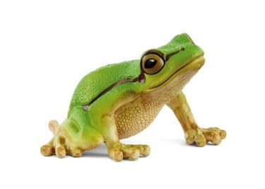 EUROPEAN GREEN TREE FROG