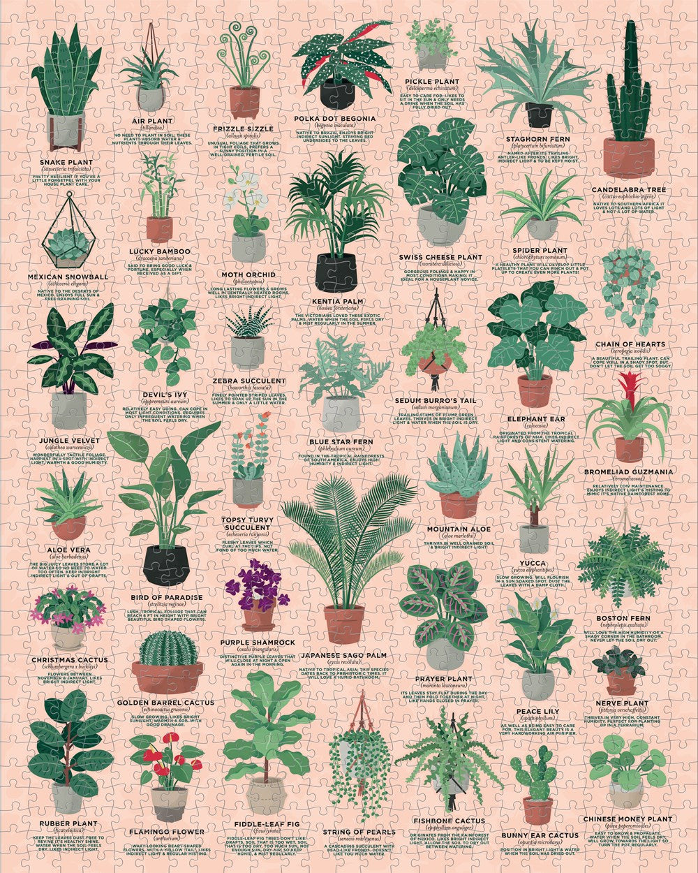 House Plants 1000 Pc Puzzle 0810073340626