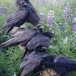 Raven Rendezvous 1000 Pc Puzzl 625012401715