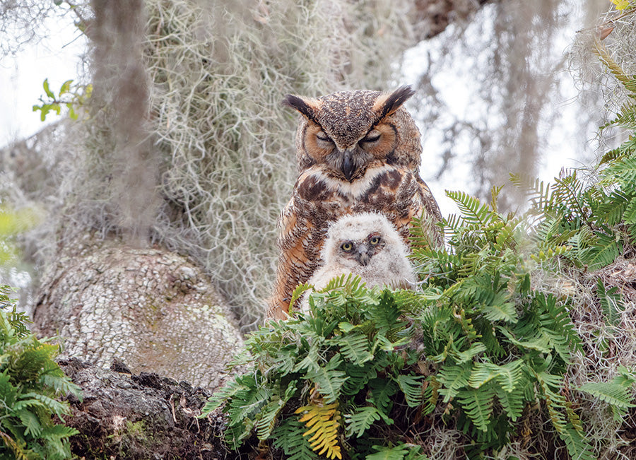 Great Horned Owl 1000 Pc 625012401760