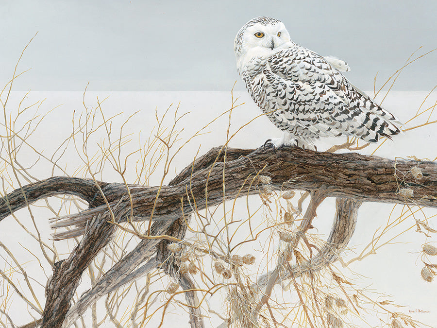 Fallen Willow Snowy Owl 500 Pc 625012450508