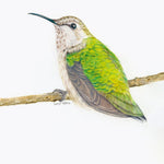 The Backyard Bird Chronicles 9780593536131_2