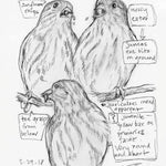 The Backyard Bird Chronicles 9780593536131_4