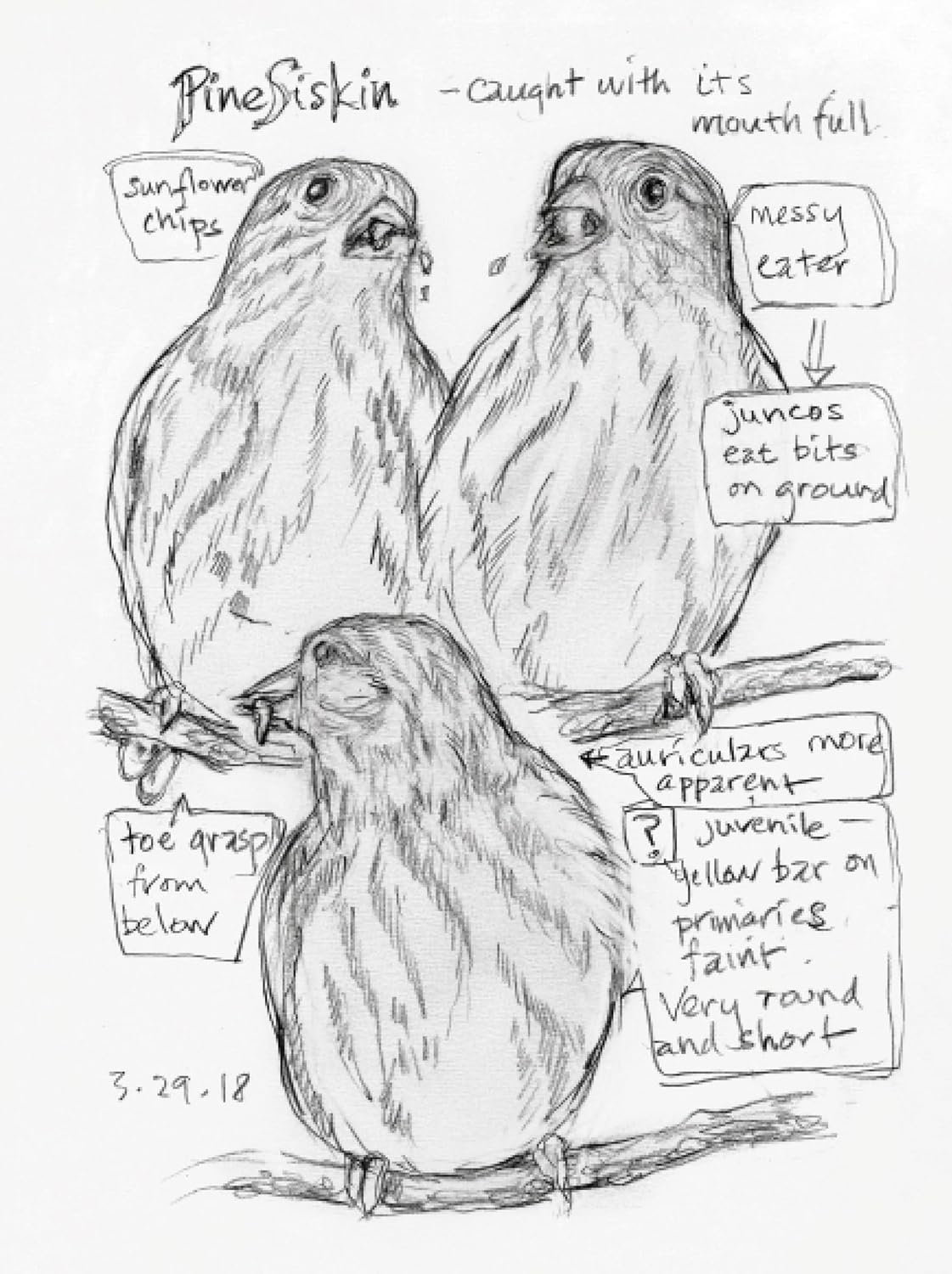 The Backyard Bird Chronicles 9780593536131_4