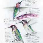 The Backyard Bird Chronicles 9780593536131_6
