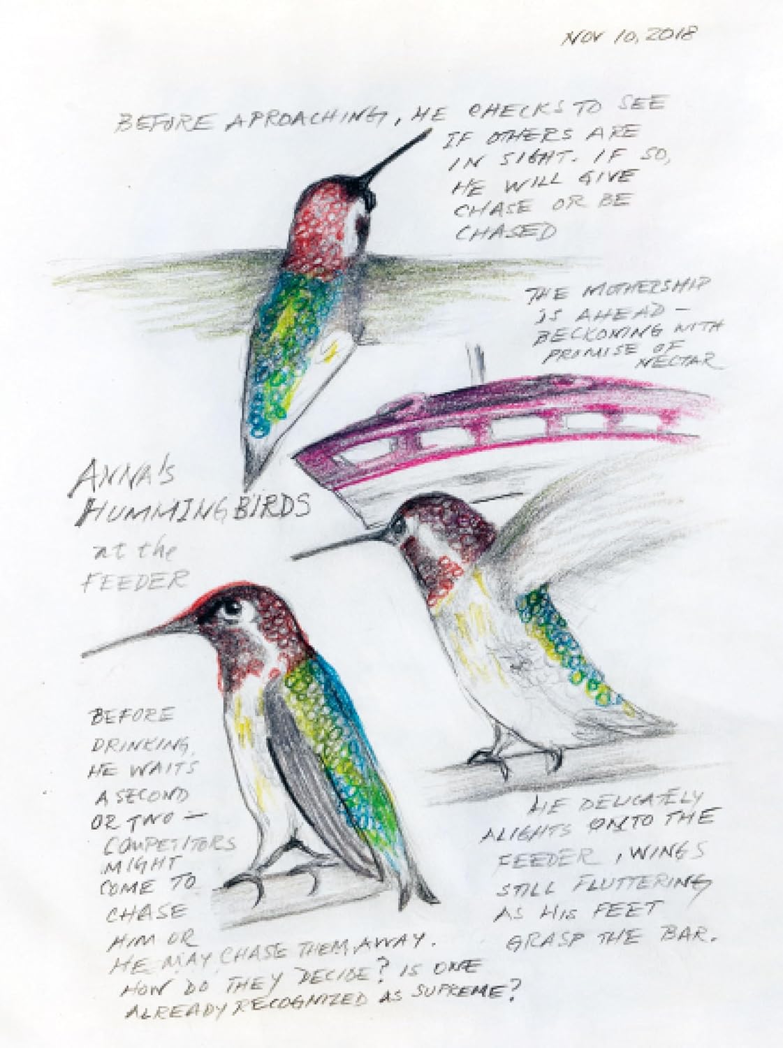 The Backyard Bird Chronicles 9780593536131_6