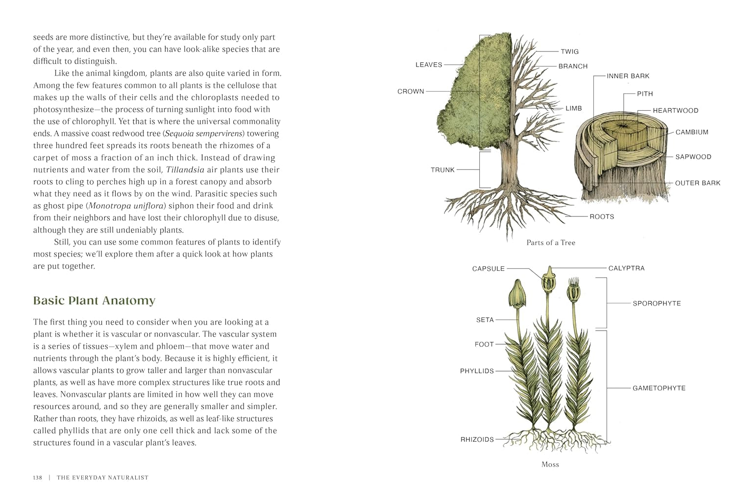 The Everyday Naturalist by Lexa. Rebecca 9780593835975_3