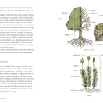 The Everyday Naturalist by Lexa. Rebecca 9780593835975_3