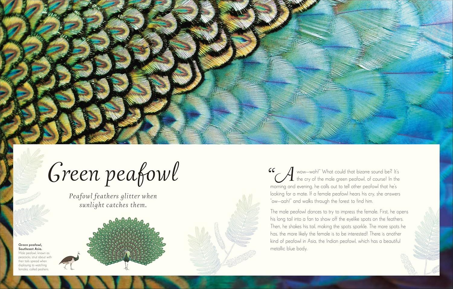An Anthology Of Exquisite Birds (Dk Children'ts Anthologies) by Hoare. Ben 9780593843581_1