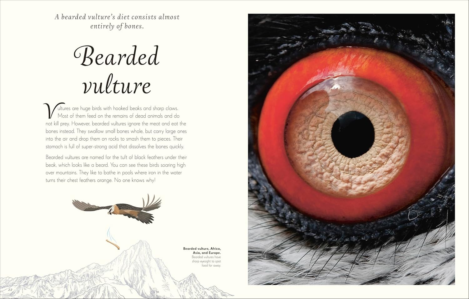 An Anthology Of Exquisite Birds (Dk Children'ts Anthologies) by Hoare. Ben 9780593843581_2