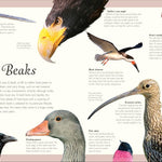 An Anthology Of Exquisite Birds (Dk Children'ts Anthologies) by Hoare. Ben 9780593843581_3